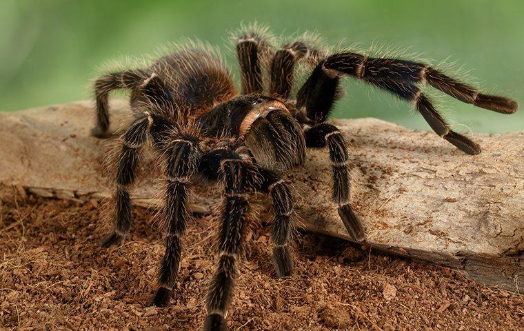 Tarantula invasion: Thousands swarm Colorado in annual mating ritual