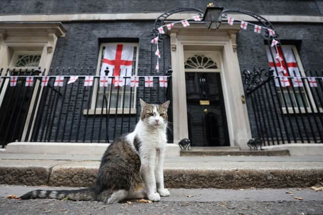 Downing Street officials prepare plan for announcing Larry the cat's death