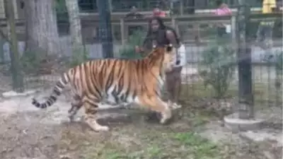 New Jersey Zoo visitor faces charges for jumping into tiger enclosure