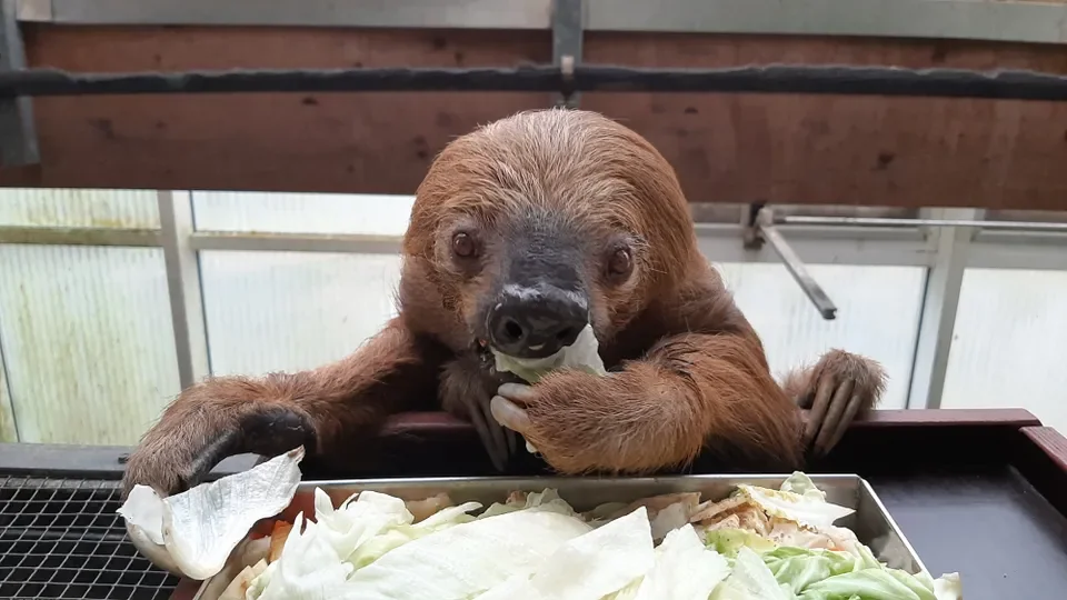 World’s oldest sloth, father of 22, passes away at 54