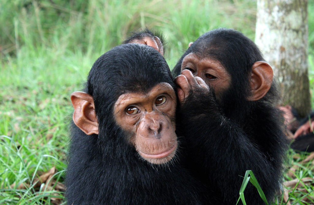 Can chimps speak? Startling study challenges everything we know