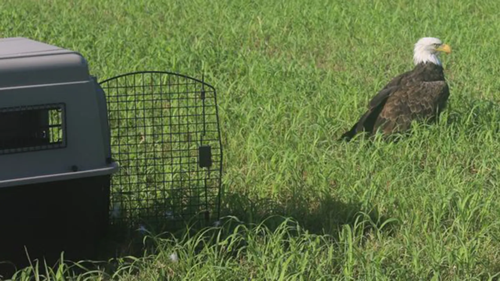 Missouri: Bald eagle initially believed to be injured, turns out to be 'too fat to fly'