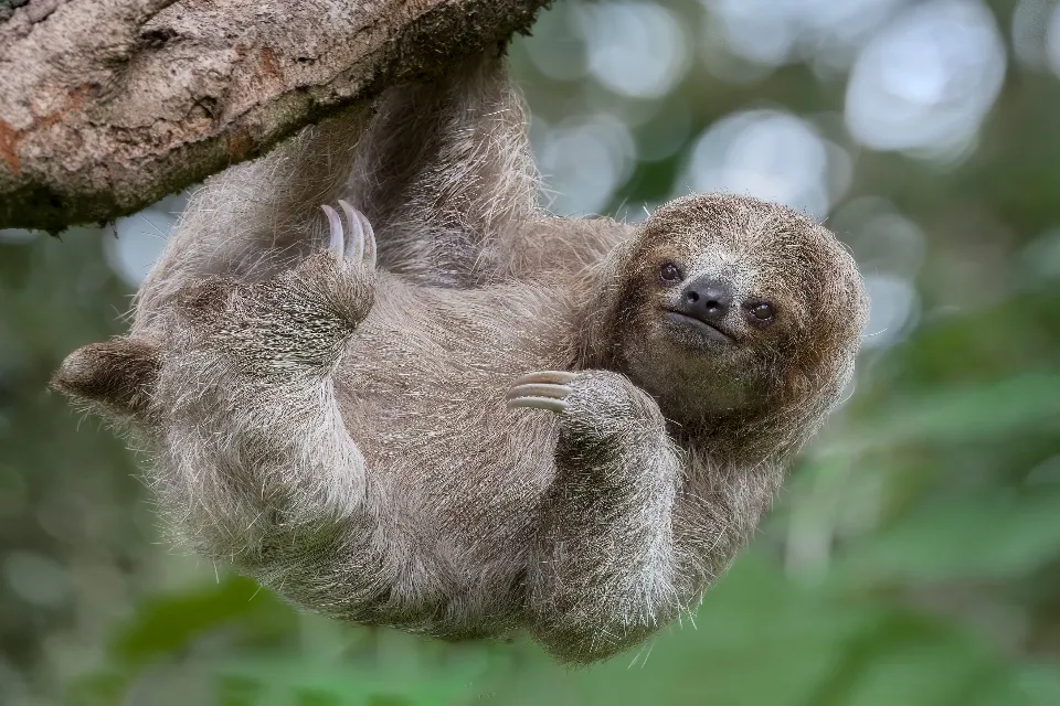 Oropouche virus: Sloth fever sweeps across the U.S.: All you need to know