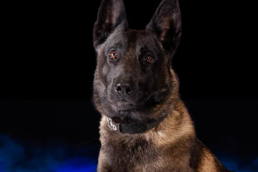 Missouri: Police dog Vader dies in hot car due to AC failure