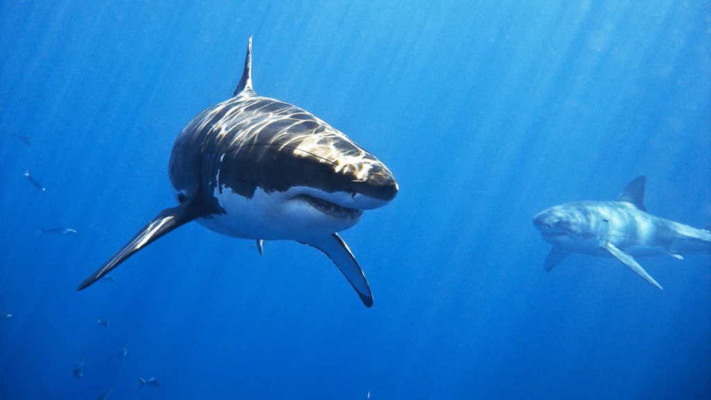 Meet Deep Blue: The rarely sighted world's largest great white shark