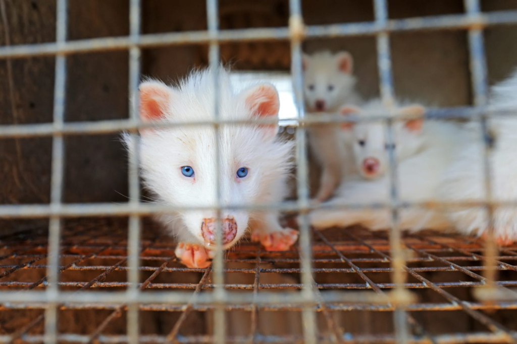 Pandemic scare: 125 viruses discovered in China’s fur farms, including several high-risk ones