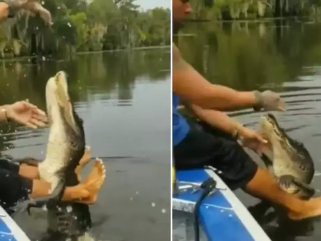 Watch: Viral video of man feeding giant alligator by hand sparks debate