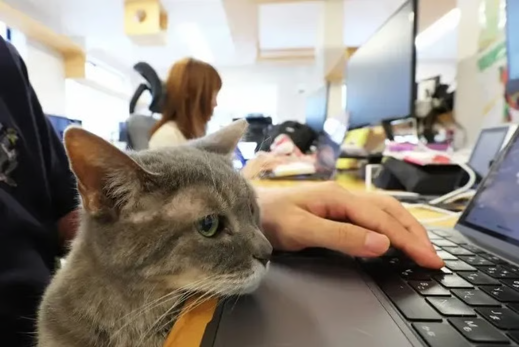 Japanese company employs cats with official titles, including a "chaircat" ranked higher than the company’s president