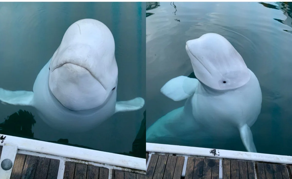 Suspected Russian spy beluga whale found dead in Norway