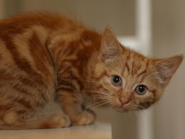 Animal lovers attempt to rescue stranded kitten causes three-vehicle crash on California freeway, no kitten caught