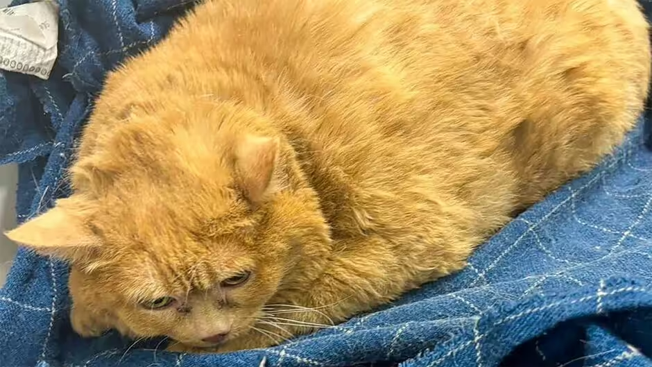 Russia: Overweight cat found living in hospital basement weighs as much as a human child