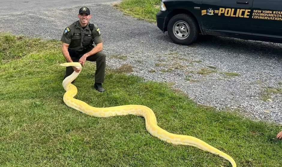 Enormous 13-foot python seized from New York home after rapid growth spooks owner