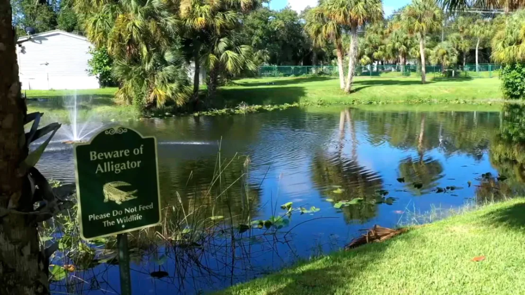 84-year-old Florida woman survives alligator attack while walking her dog