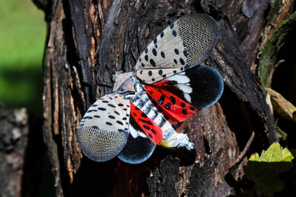 New York sees major decline in lanternfly population- Here's why