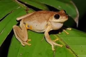 Australia recognizes 750 new species, including laughing frog