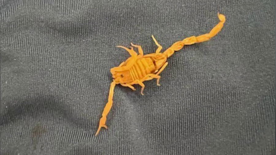 Man sues Las Vegas hotel after scorpion sting in private parts ruins sex life