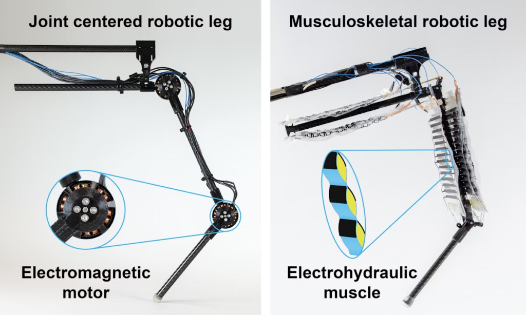 Robotics breakthrough: First robotic leg with "artificial muscles" mimics human agility