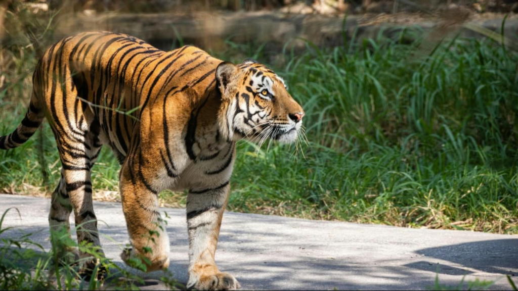 Tiger attacks animal handler at Australian amusement park