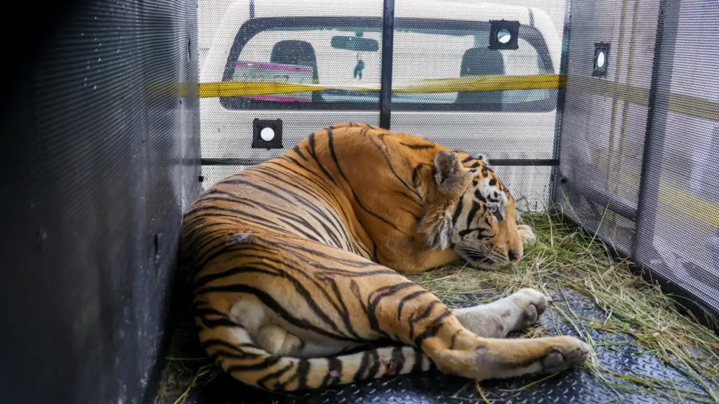 Tiger escaped from Mexican zoo captured, easing U.S.-Mexico border alert