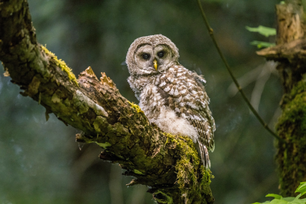 Pacific states to cull 450,000 barred owls to Save endangered Northern spotted owl