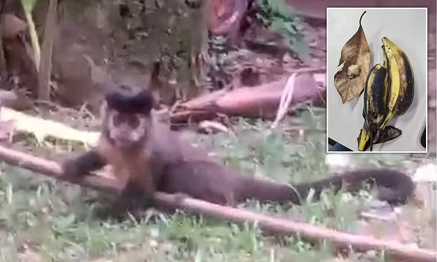 Brazilian couple arrested after drugging monkeys and attempting to kidnap them from botanical garden