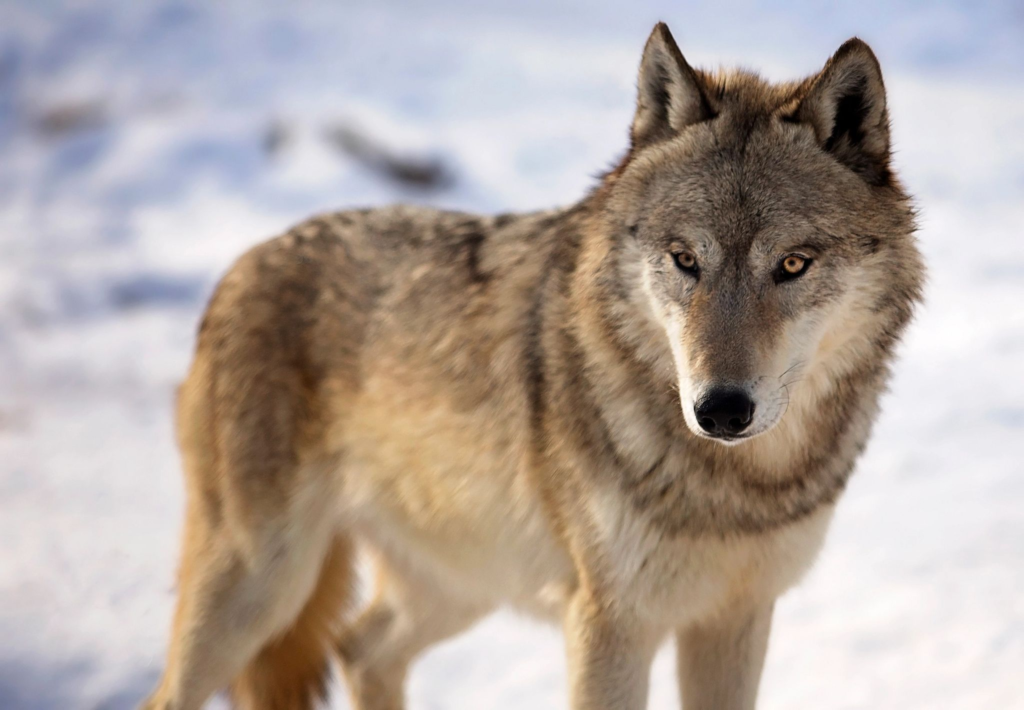 Gray wolves make historic comeback in California after 100 years