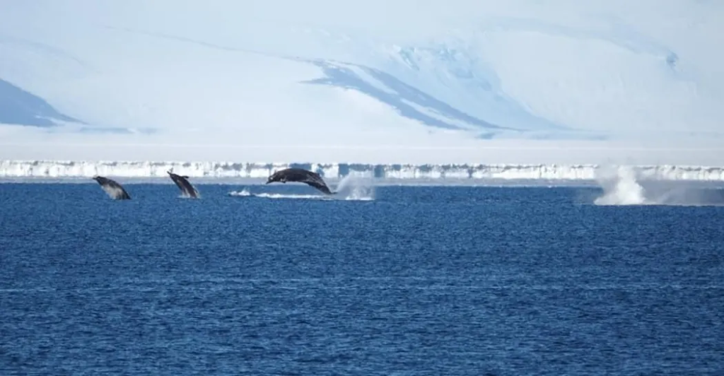 Rare sea creatures with ‘remarkable’ diving abilities spotted in Antarctica: A breakthrough discovery