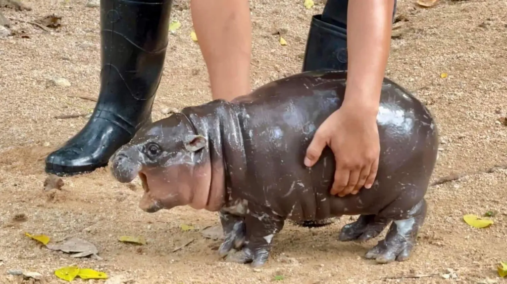 Thailand: Baby hippo Moo Deng becomes viral sensation, faces challenges from overenthusiastic fans