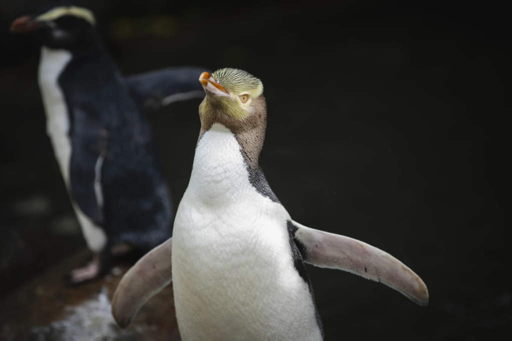 Shy yellow-eyed penguin crowned winner of New Zealand’s bird election after meme-filled campaign