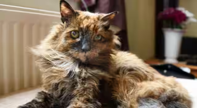 World's oldest cat Rosie dies at 33