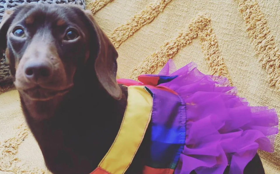 Lesbian woman wins $82,933 in lawsuit after calling "gender-fluid" Dachshund "male"