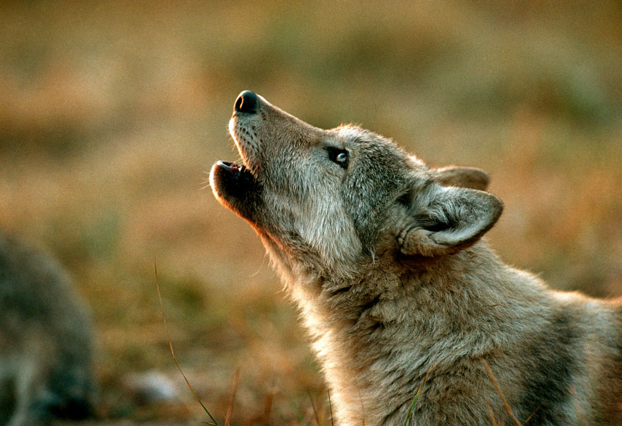 British school allows a student to identify as a wolf. Here's why