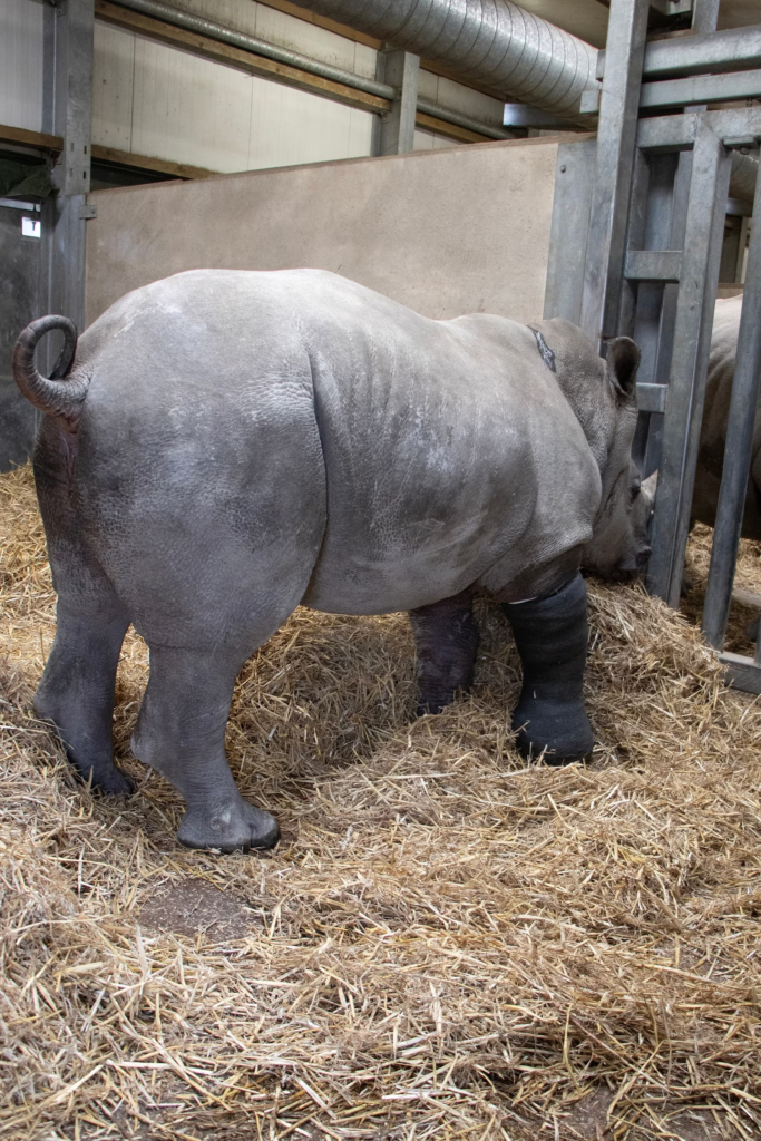 Groundbreaking surgery: UK vets successfully fix rhino’s broken leg in world-first operation