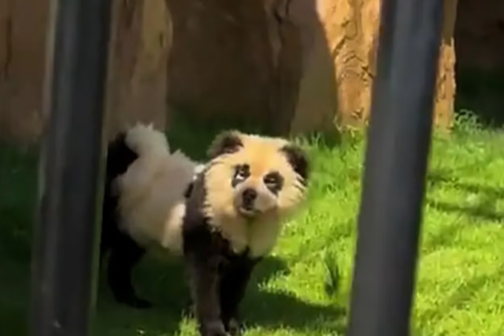 Chinese zoo admits that their pandas are ‘painted dogs’ after outcry from visitors