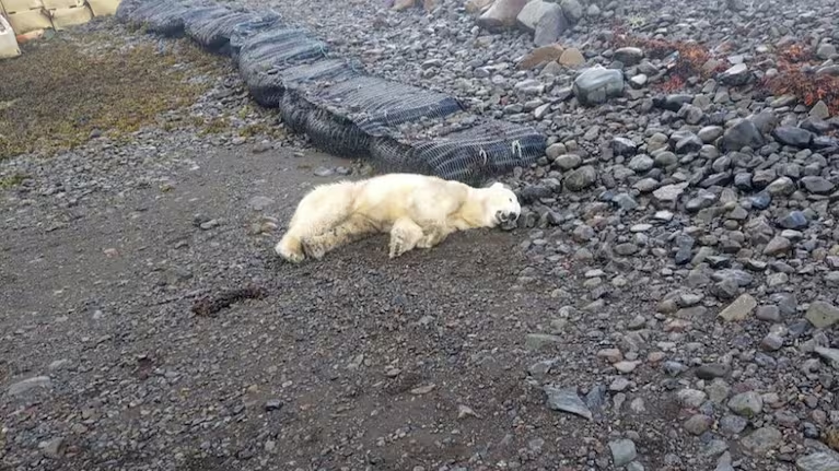 Rare polar bear sighted in Iceland for first time in eight years; police shoot it dead