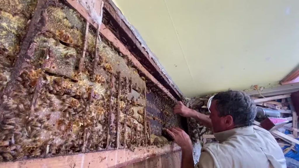 Watch: Tens of thousands of bees discovered inside walls of historic Maine farmhouse