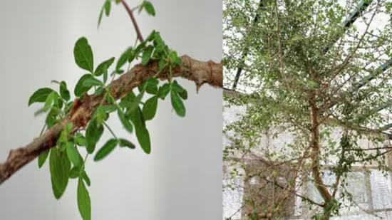 Scientists grow ancient ‘lost tree’ from 1,000-year-old Biblical seed—Could it hold the key to cancer cures?