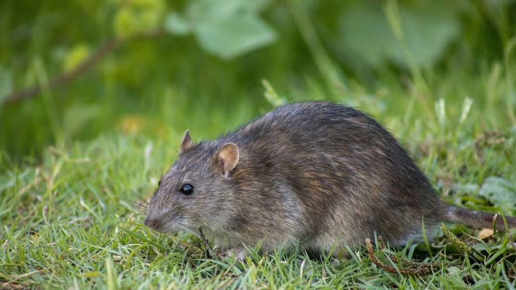 Panic on tiny Alaskan island over possible rat sighting: "Galapagos of the North" at risk