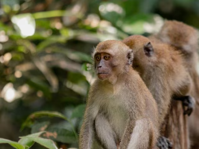 India: Troop of monkeys rescues six-year-old girl from attempted rape