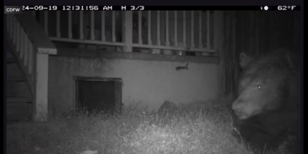 LA: Black bear takes over couple's Sierra Madre house's backyard