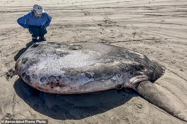 Strange giant fish with alien features found On Oregon beach