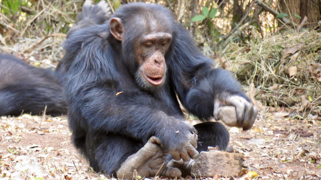 Chimpanzee famous for using tools kills and butchers 8-month-old baby girl in Guinea