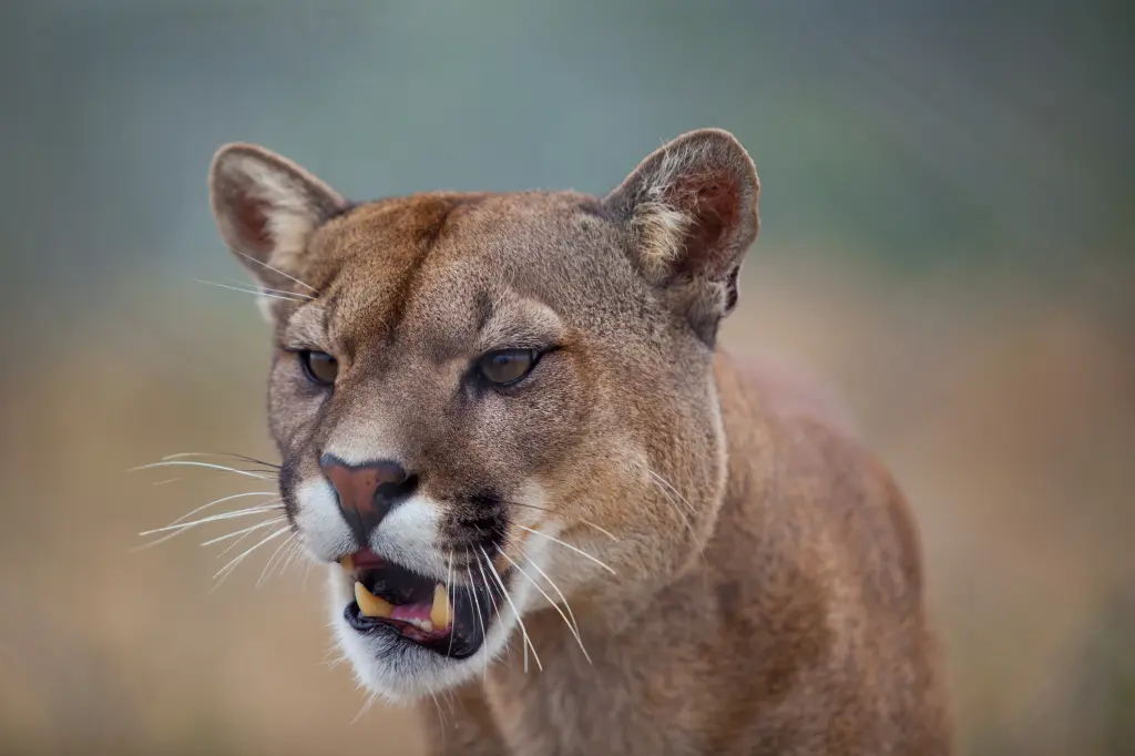 California: Heroic father rescues 5-year-old from mountain lion's jaws