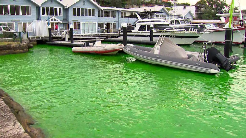 Sydney Harbour turns green, local plumber to blame—Here's what happened