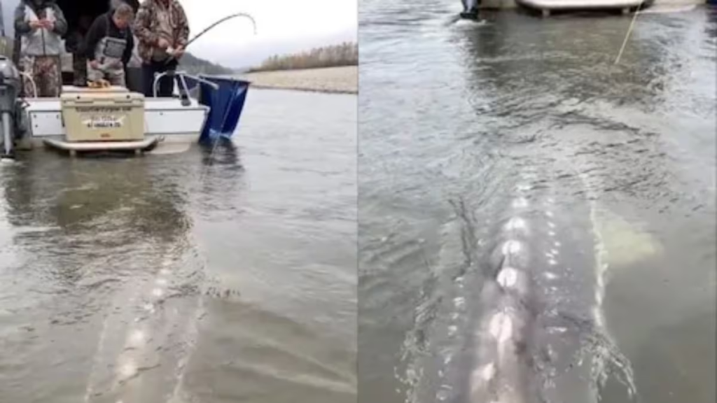 Watch: Internet captivated by giant, crocodile-like fish in viral video from Canada