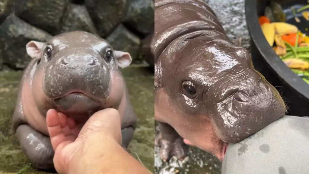 Baby hippo Moo Deng sparks crypto craze, making millions for investors