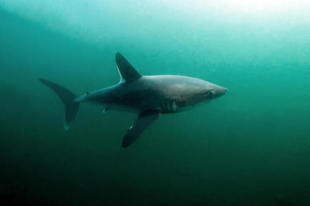 Researchers witness sharks hunting each other in an unprecedented event