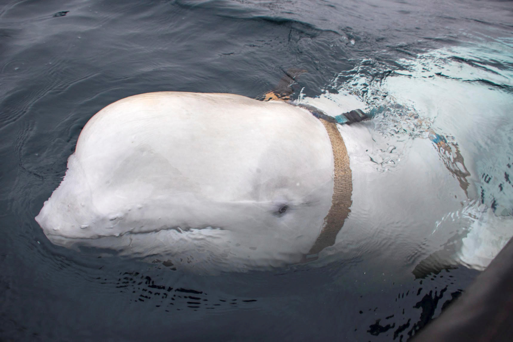 "Russian spy" beluga whale was shot, animal rights groups allege