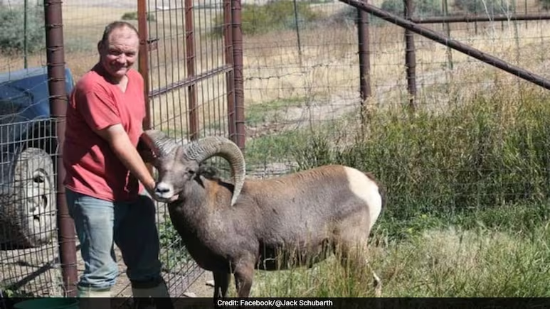 Montana man sentenced for cloning and breeding world's largest sheep species