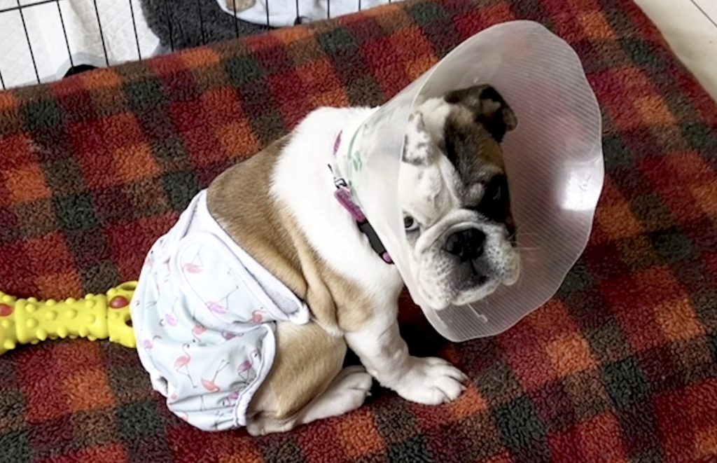 Bulldog born without anus undergoes groundbreaking life-saving surgery in the UK